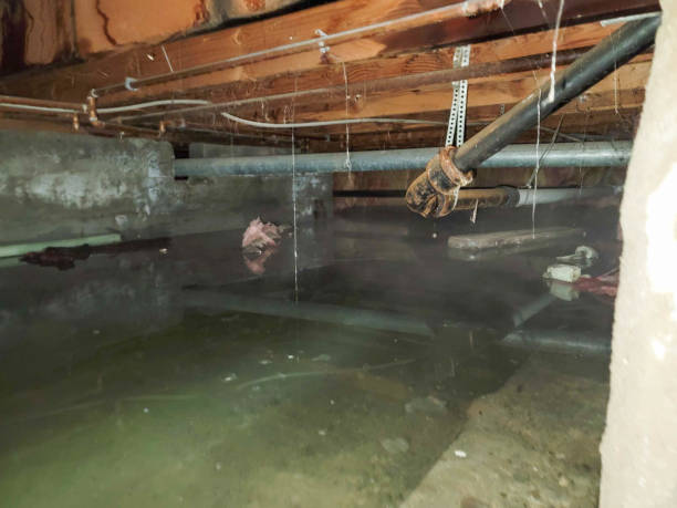 Best Carpet water damage restoration  in Tremonton, UT