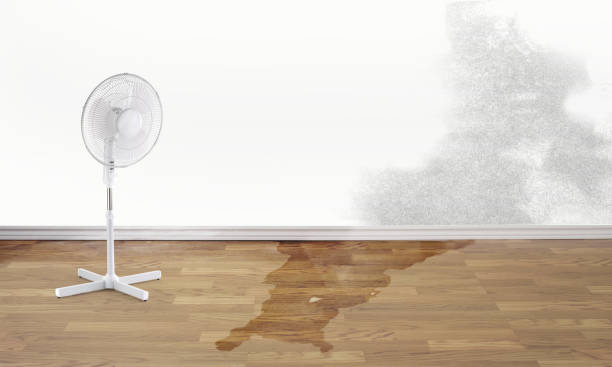 Best Water damage cleanup near me  in Tremonton, UT