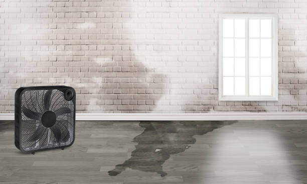 Best Flood damage cleanup  in Tremonton, UT